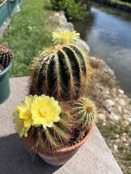 Parodia warasii